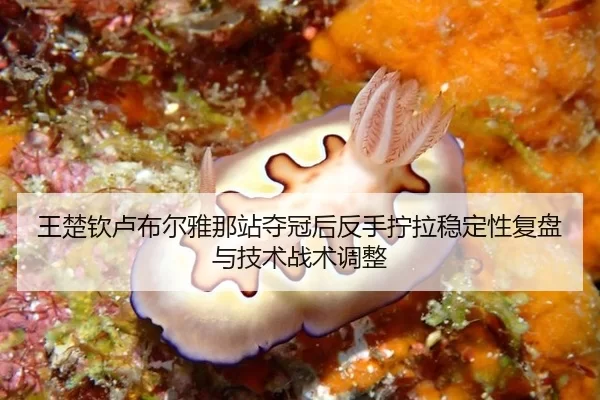 王楚钦卢布尔雅那站夺冠后反手拧拉稳定性复盘与技术战术调整